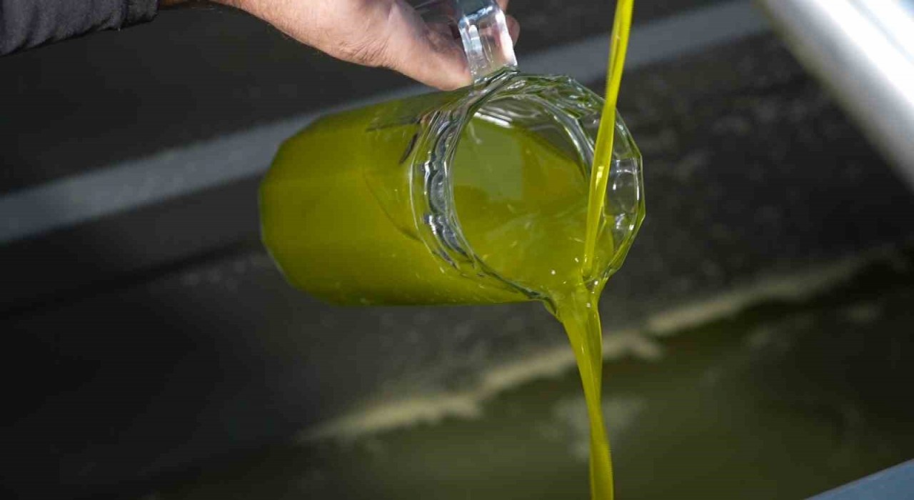 Türkiyede satılan zeytinyağının yüzde 65i ‘Ayvalık zeytinyağı adıyla piyasada