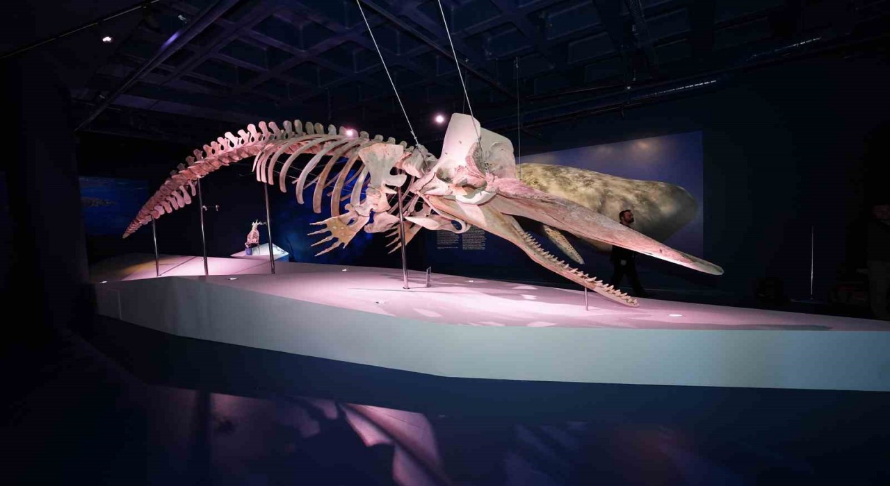 Türkiyenin ilk Balina iskeleti sergisi yoğun ilgi görmeye devam ediyor