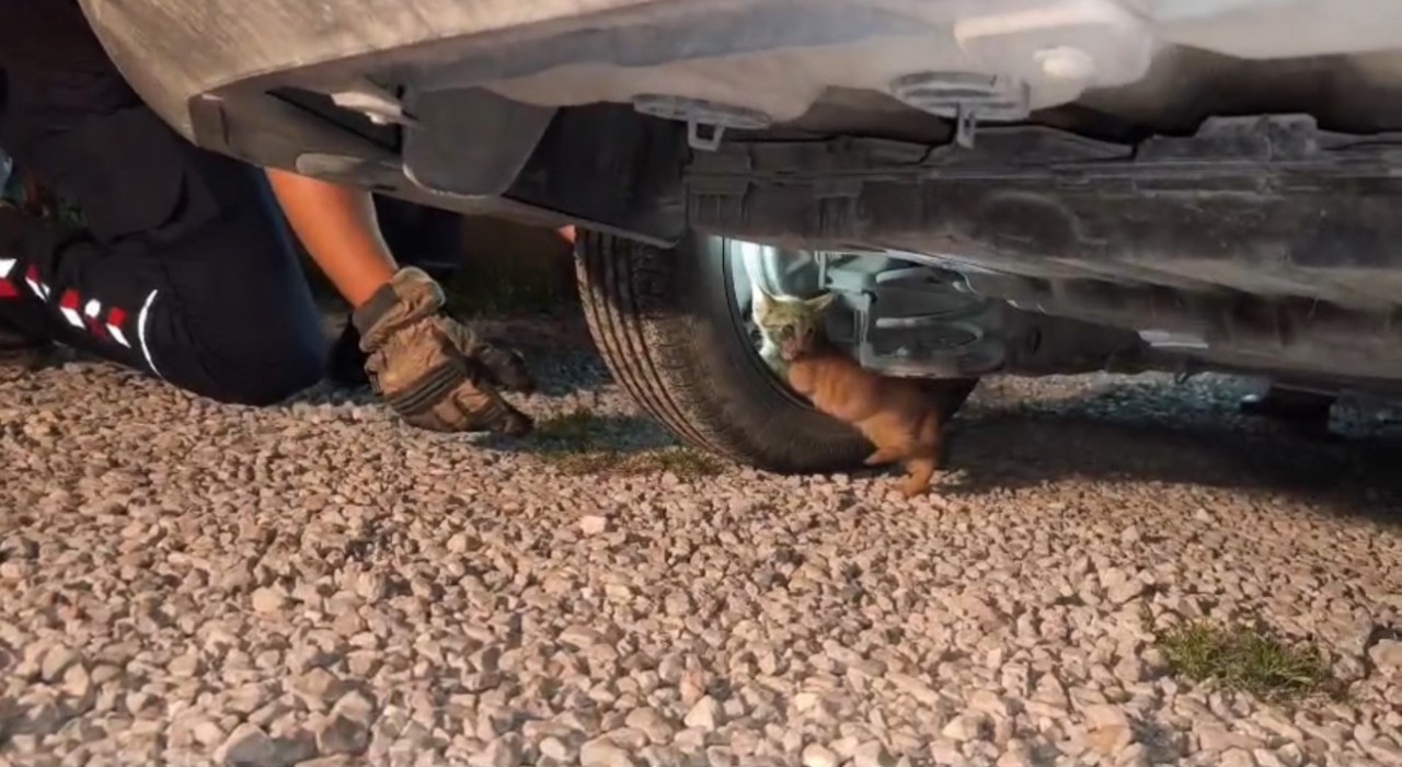 Üşüyerek aracın motoruna giren yavru kedi, itfaiye ekiplerinin çalışmasıyla kendiliğinden çıktı
