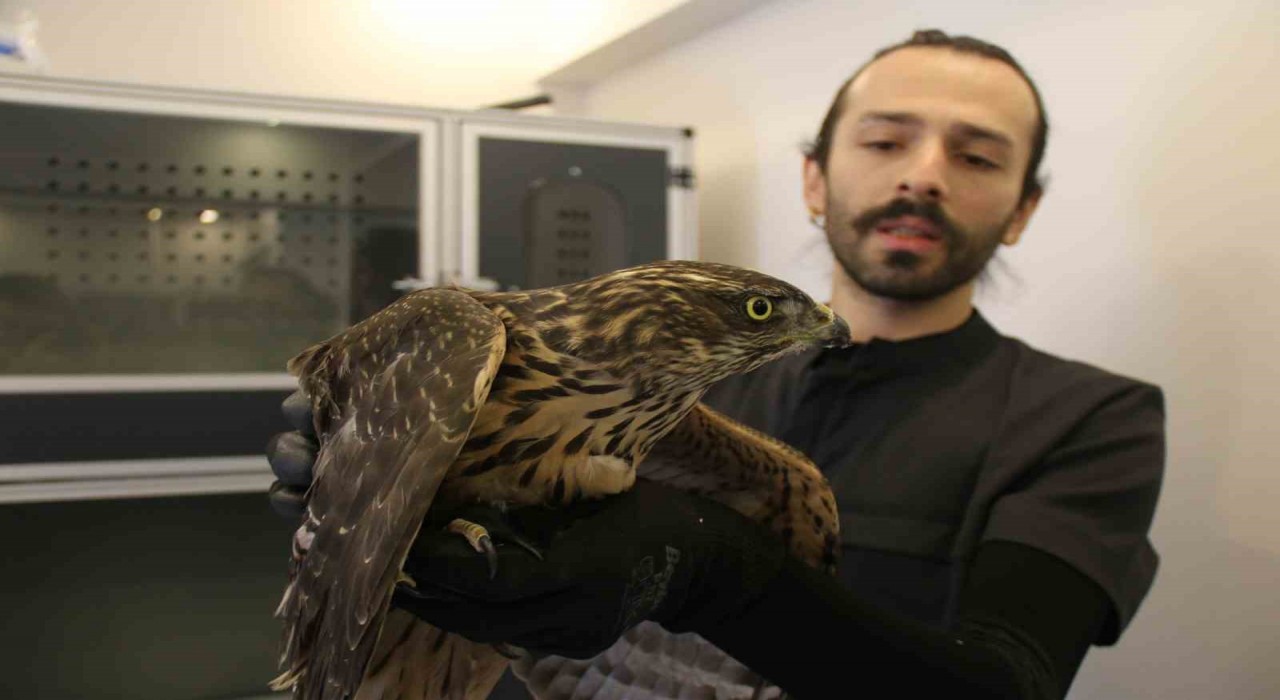 Uzmanı uyardı: Bulduğunuz yaralı yabani hayvanlara dokunmayın