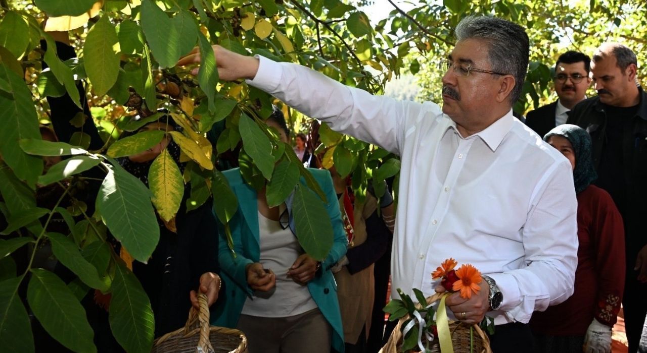 Vali Yılmaz, Kadın Çiftçilerle Ceviz Hasadı Yaptı