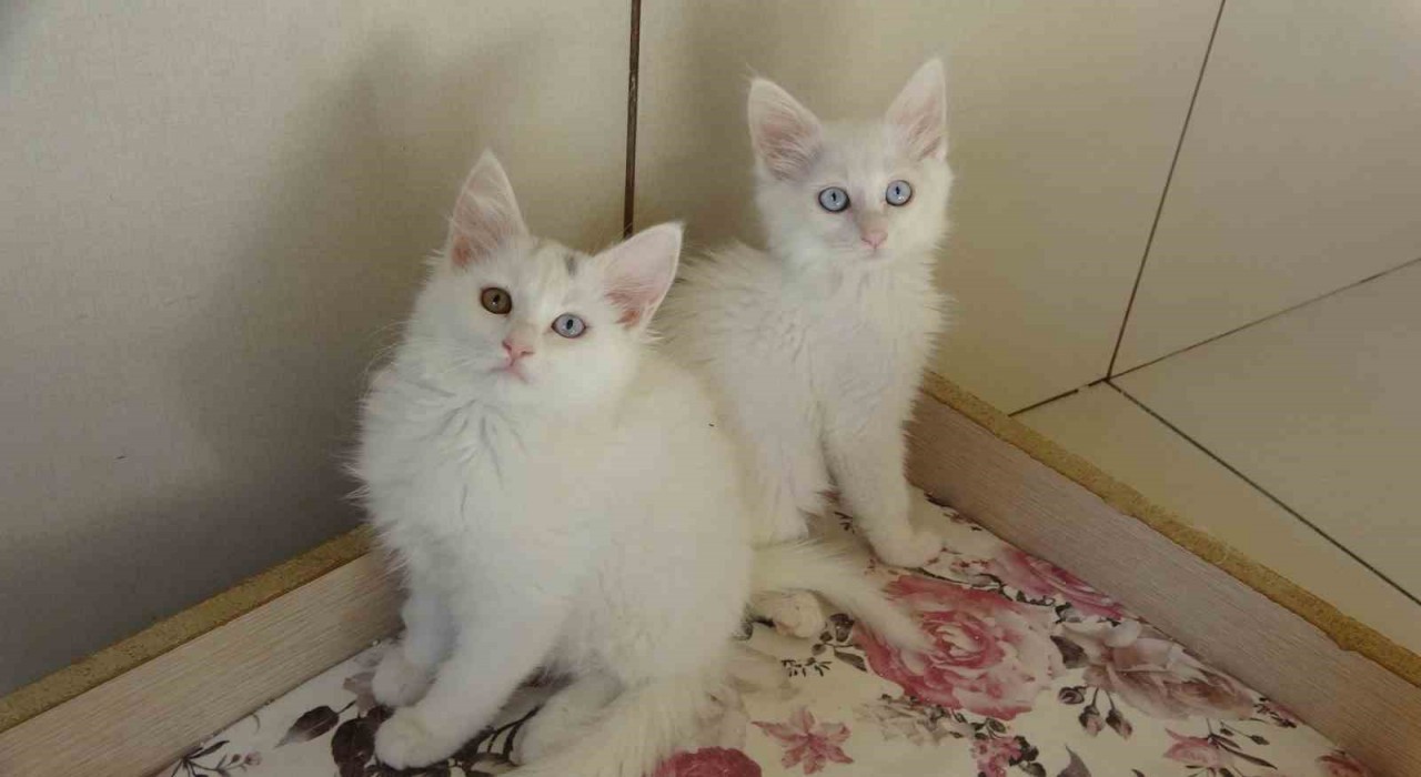 Van kedileri için ‘kırmızı alarm kaldırıldı