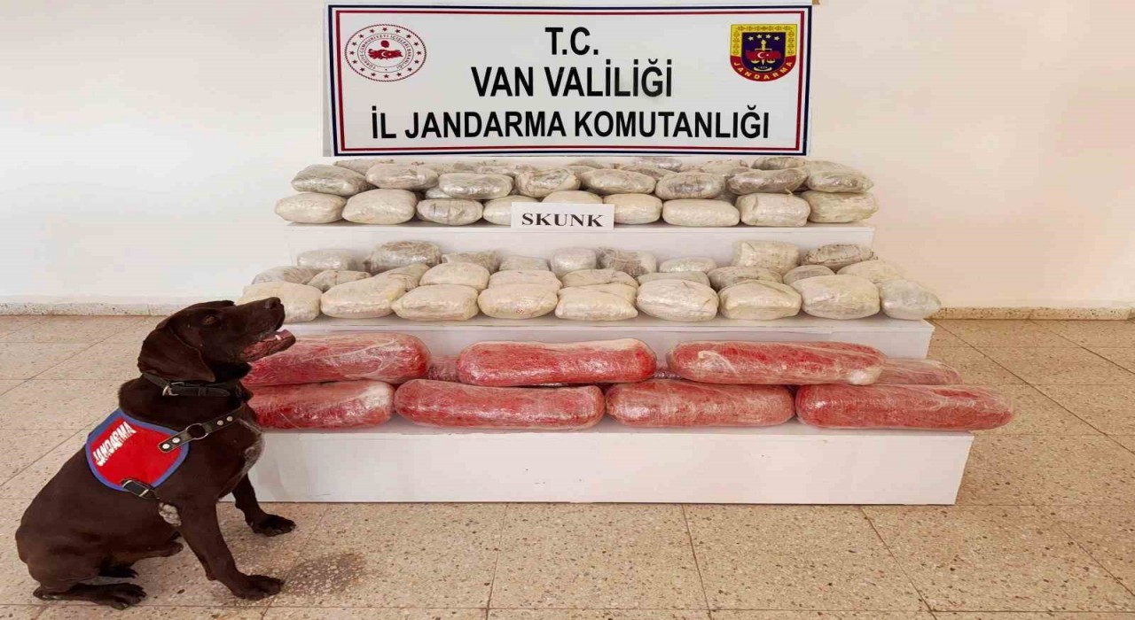 Vanda 61,9 kilogram skunk ele geçirildi