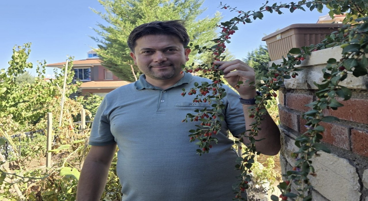 Vanda görevli doktor tropik meyve yetiştirdi