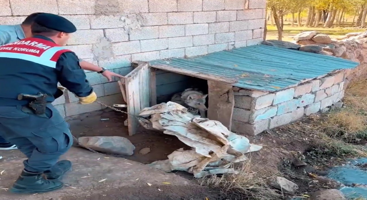 Vanda kurdu zincirle bağlayan şahsa 81 bin 355 TL para cezası