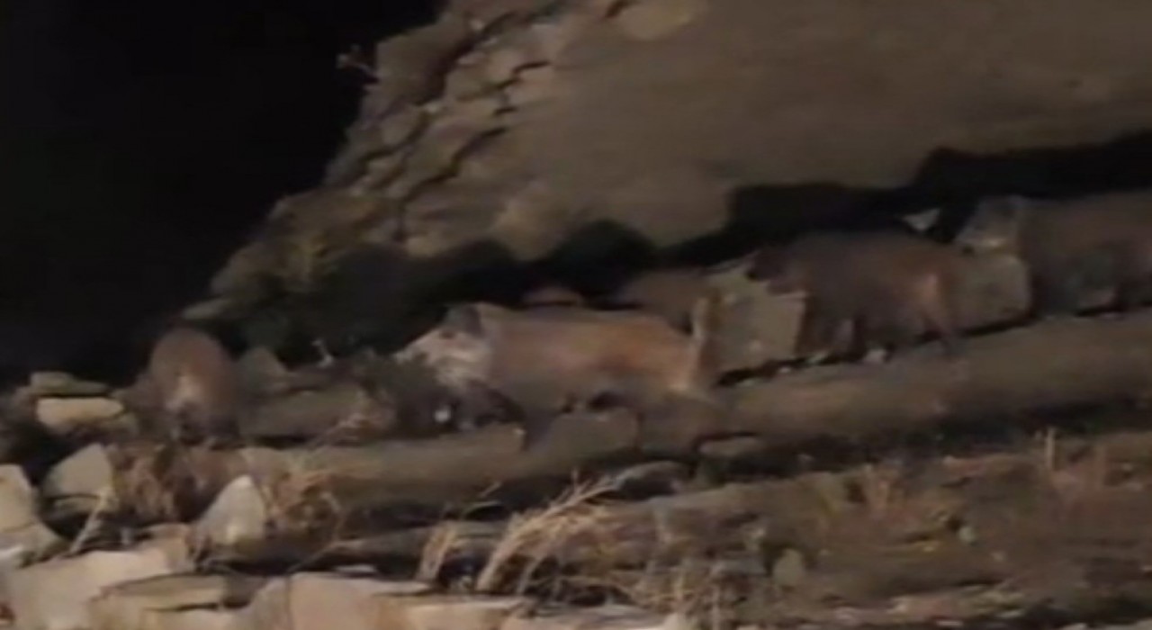 Vanda mahalleye inen domuz sürüsü görüntülendi