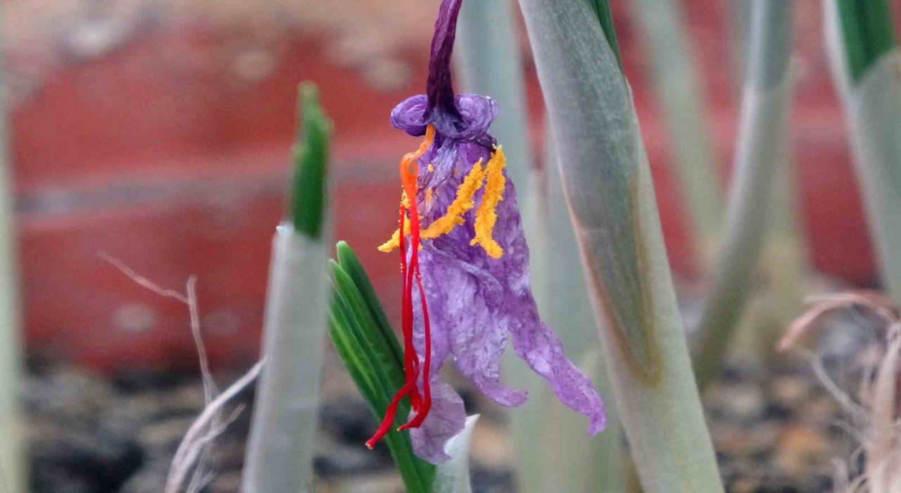 VANF Herbaryumunda safran koruma altında