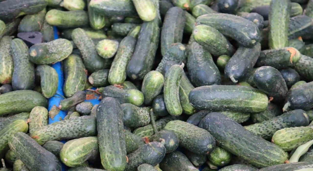 Vatandaş pahalı bulsa da almaktan vazgeçemiyor