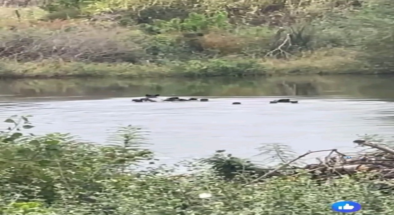 Yaban domuzları Meriç Nehri üzerinden Yunanistana geçti