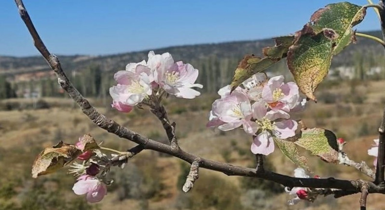 Yağış beklenirken Bozkırda ağaçlar çiçek açtı