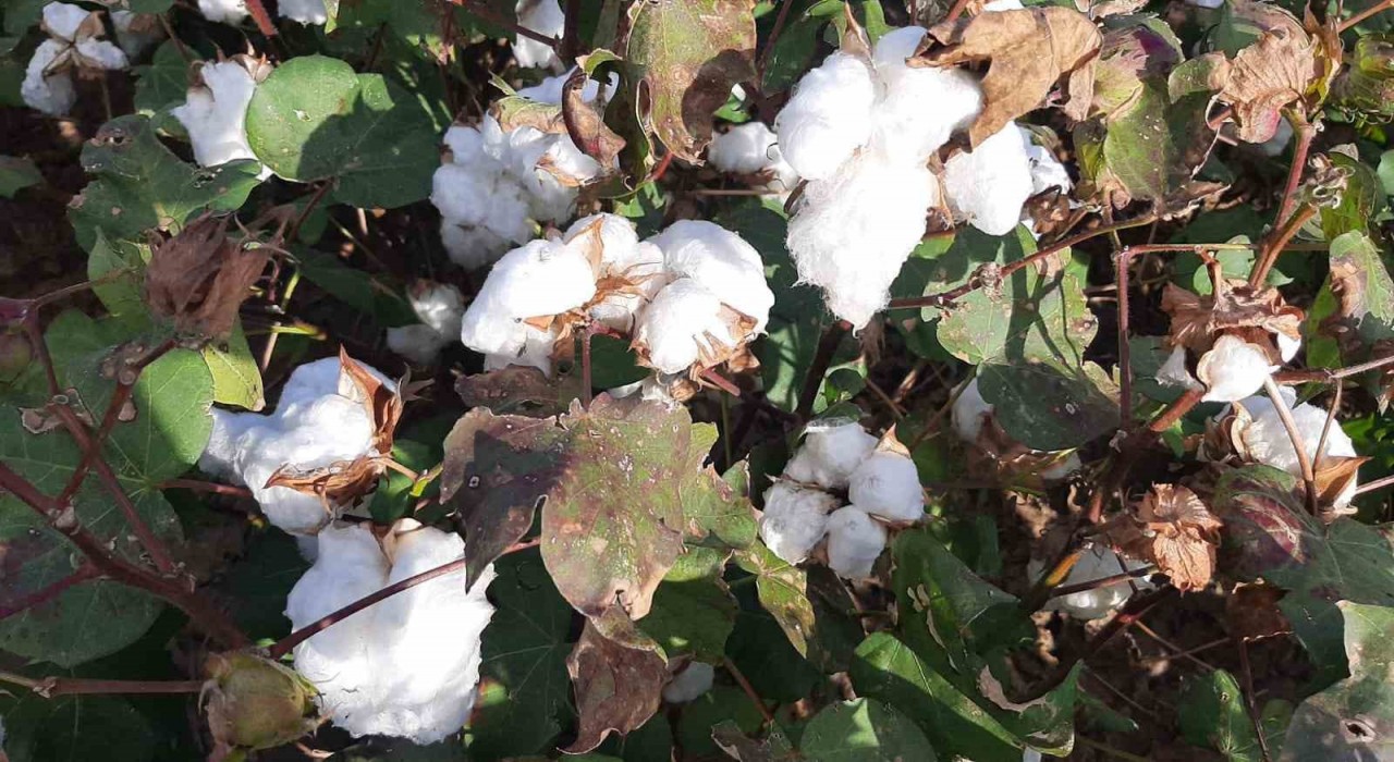 Yağışların pamuk alanlarındaki etkisi yerinde incelendi