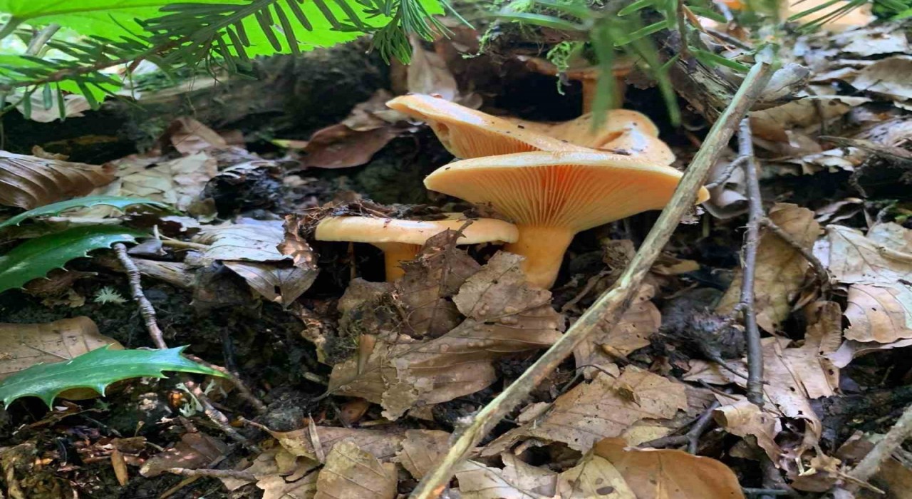 Yağışlarla birlikte artan doğada mantar dikkat