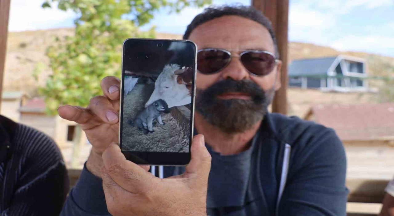Yalnız kalan yavru kangala inek sahip çıktı