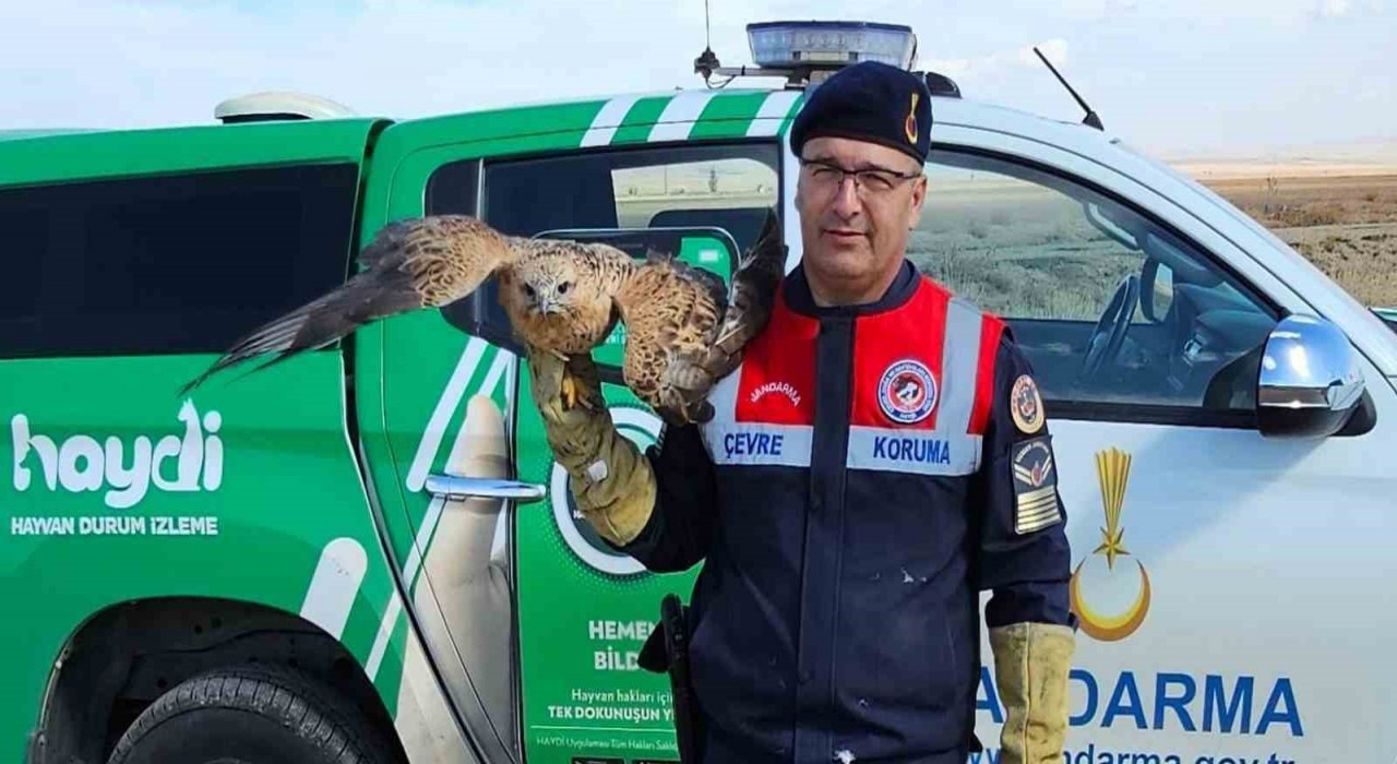 Yaralı kızıl şahin koruma altına alındı