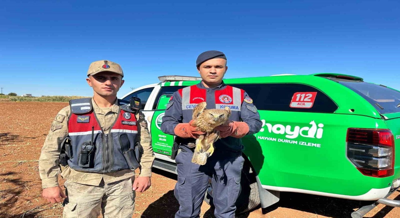 Yaralı Kızıl Şahin koruma altına alındı