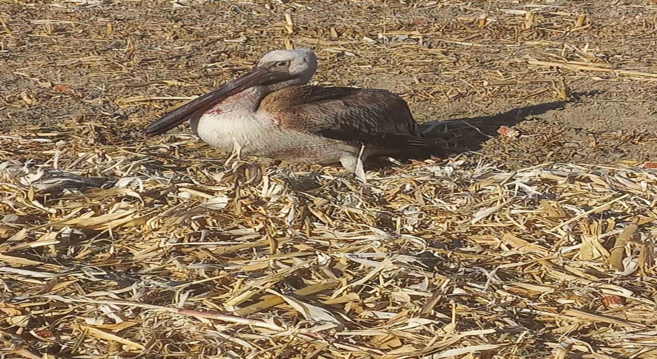 Yaralı pelikana vatandaşlardan yardım eli