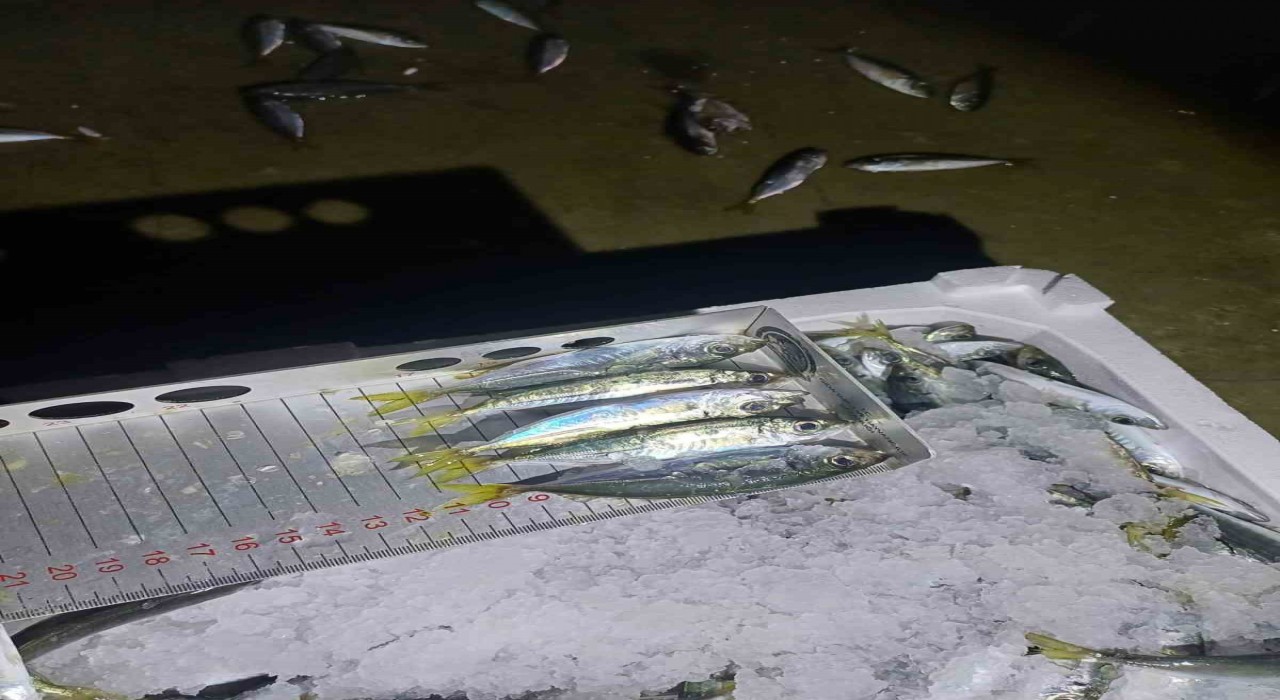 Yasal boy denetimi: Bin 845 kilo istavrite el konuldu