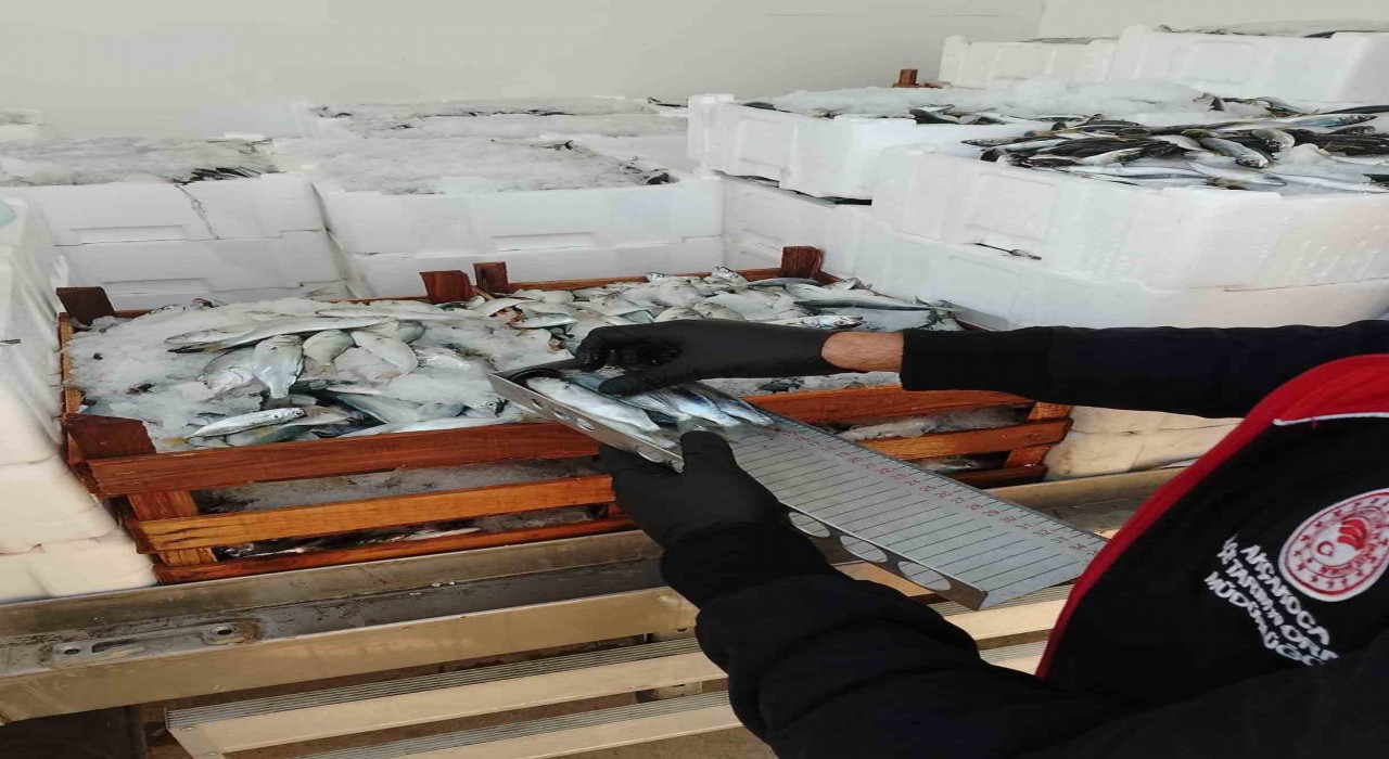 Yasal boy sınırlarının altında avlanılan lüfer ve istavritlere el konuldu