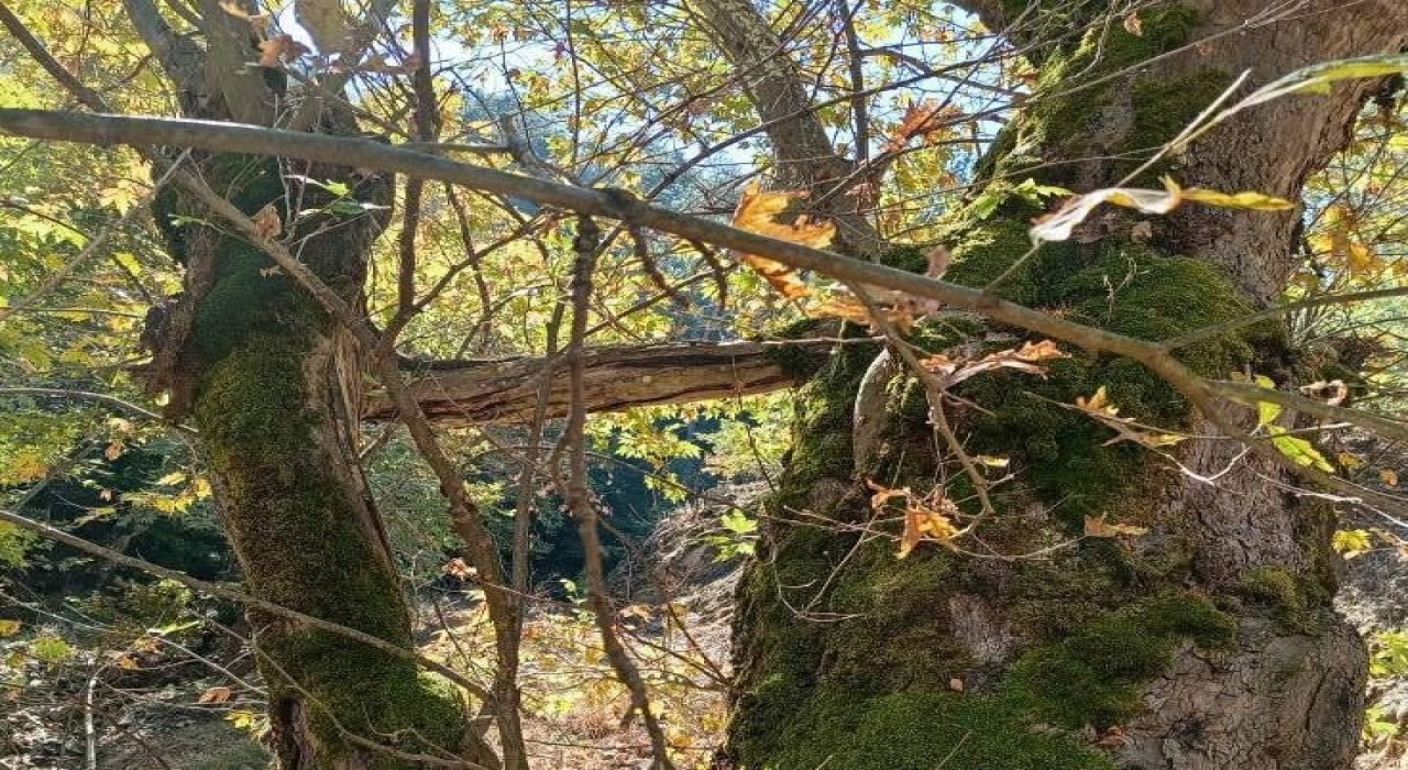 Yaşlı çınar küçük çınara kucak açtı