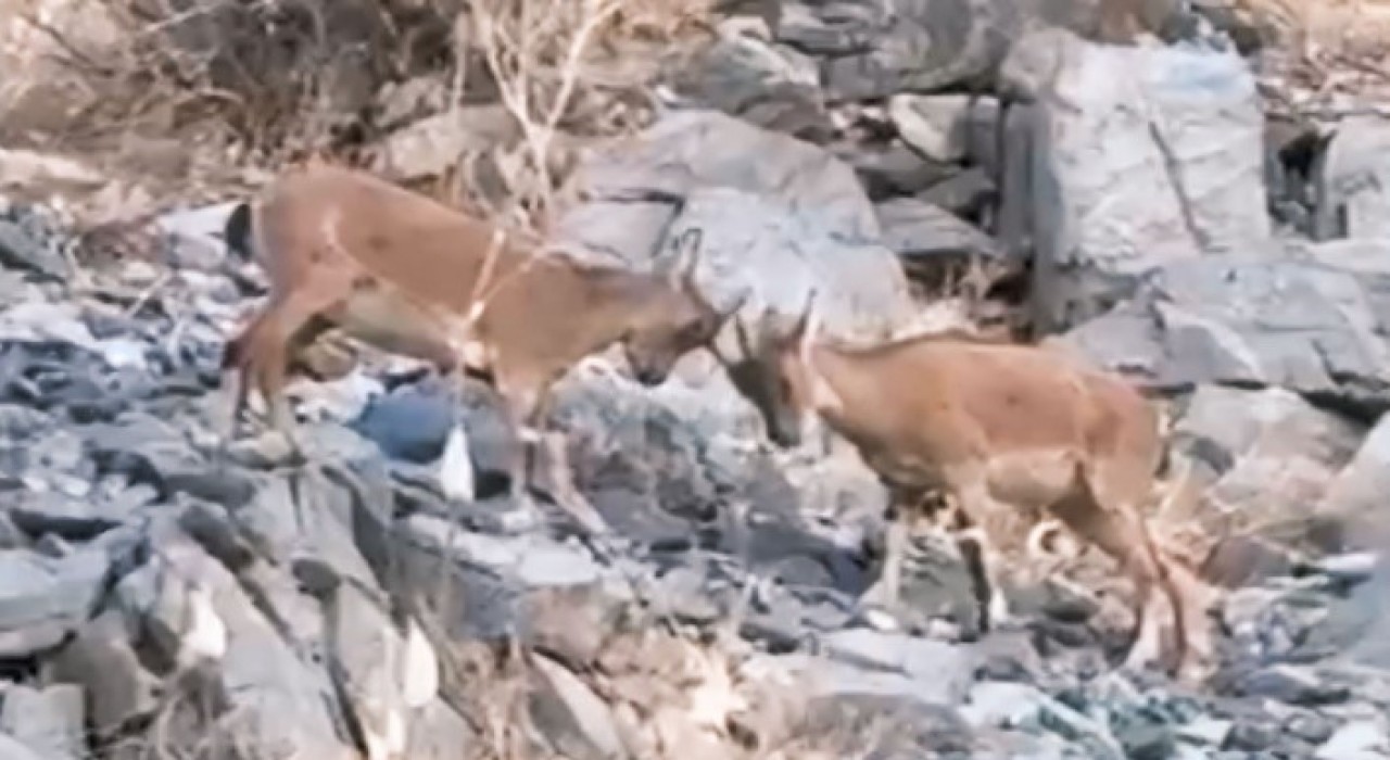 Yavru dağ keçilerinin tatlı çekişmesi kamerada