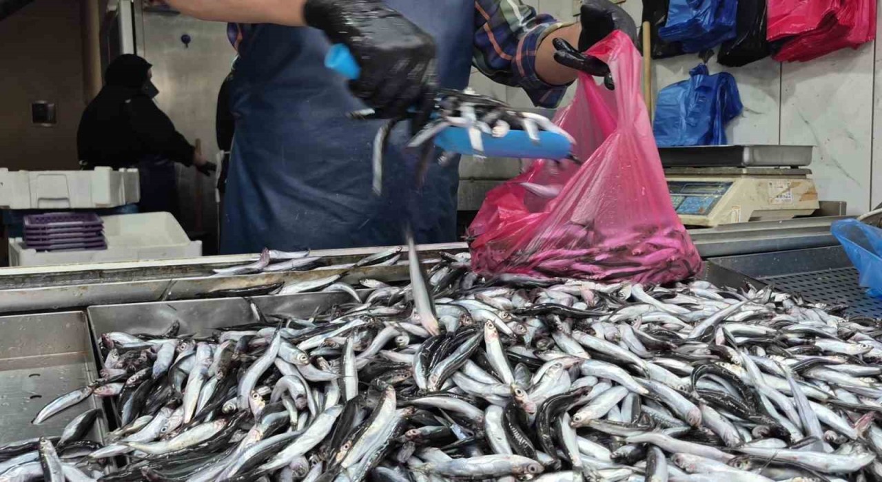 Yaz sıcakları palamudu vurdu, yerini hamsi aldı