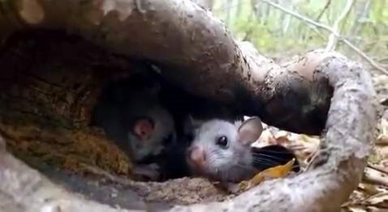 Yenice Ormanlarında Yediuyur yavruları görüldü