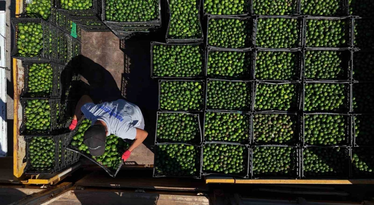 Yeşil Bodrum Mandalini Türkiyenin dört bir yanına ulaşıyor