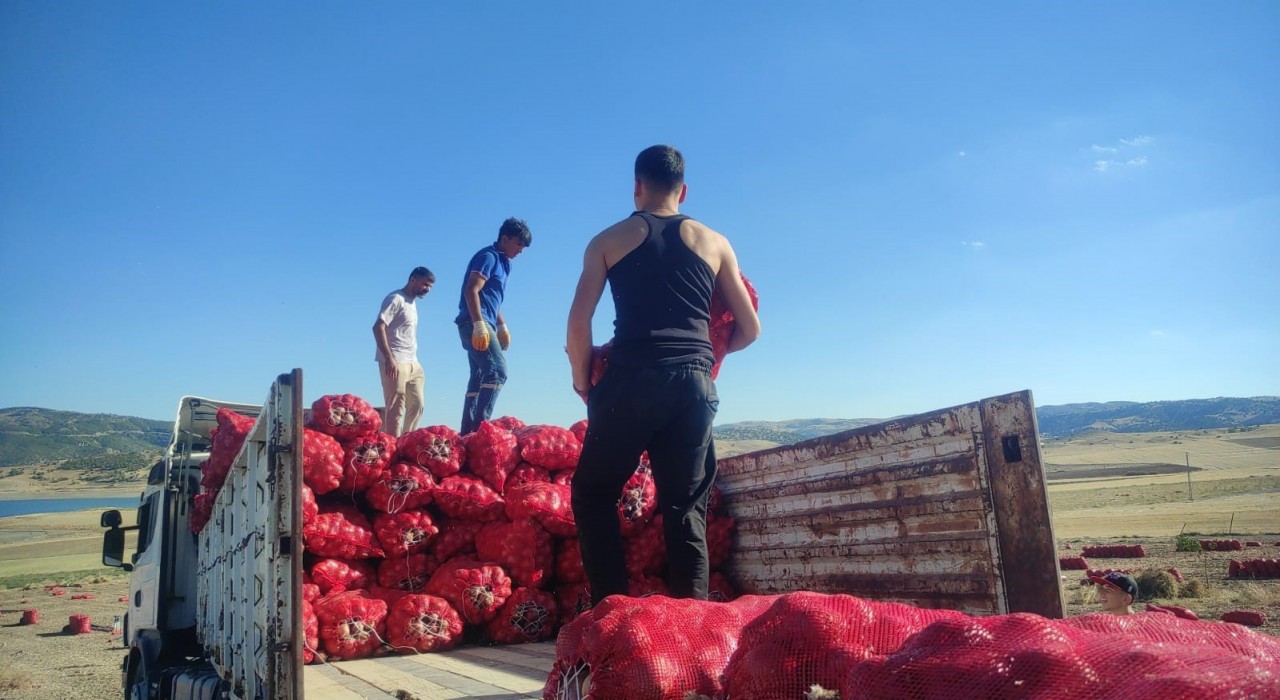 Yozgatta imece usulü soğan hasadı hem emek hem zaman tasarrufu sağlıyor