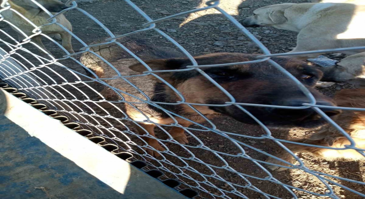 Yozgatta köpeğe şiddet uygulayan şahıs gözaltına alındı