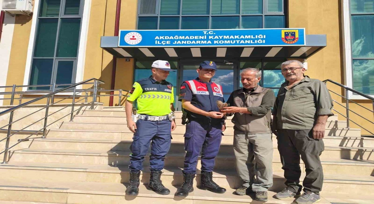 Yozgatta yaralı çakır kuşu bulundu