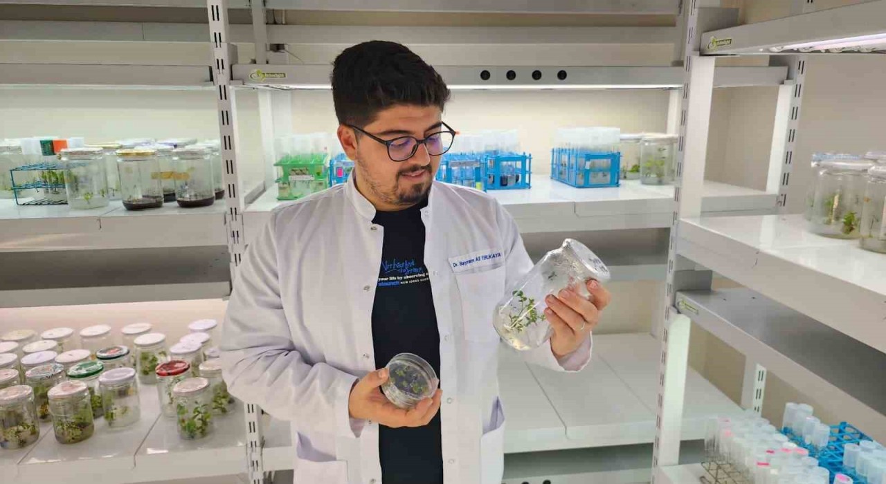 Yüksek antioksidan kapasiteye sahip yeni domates geliştirilecek