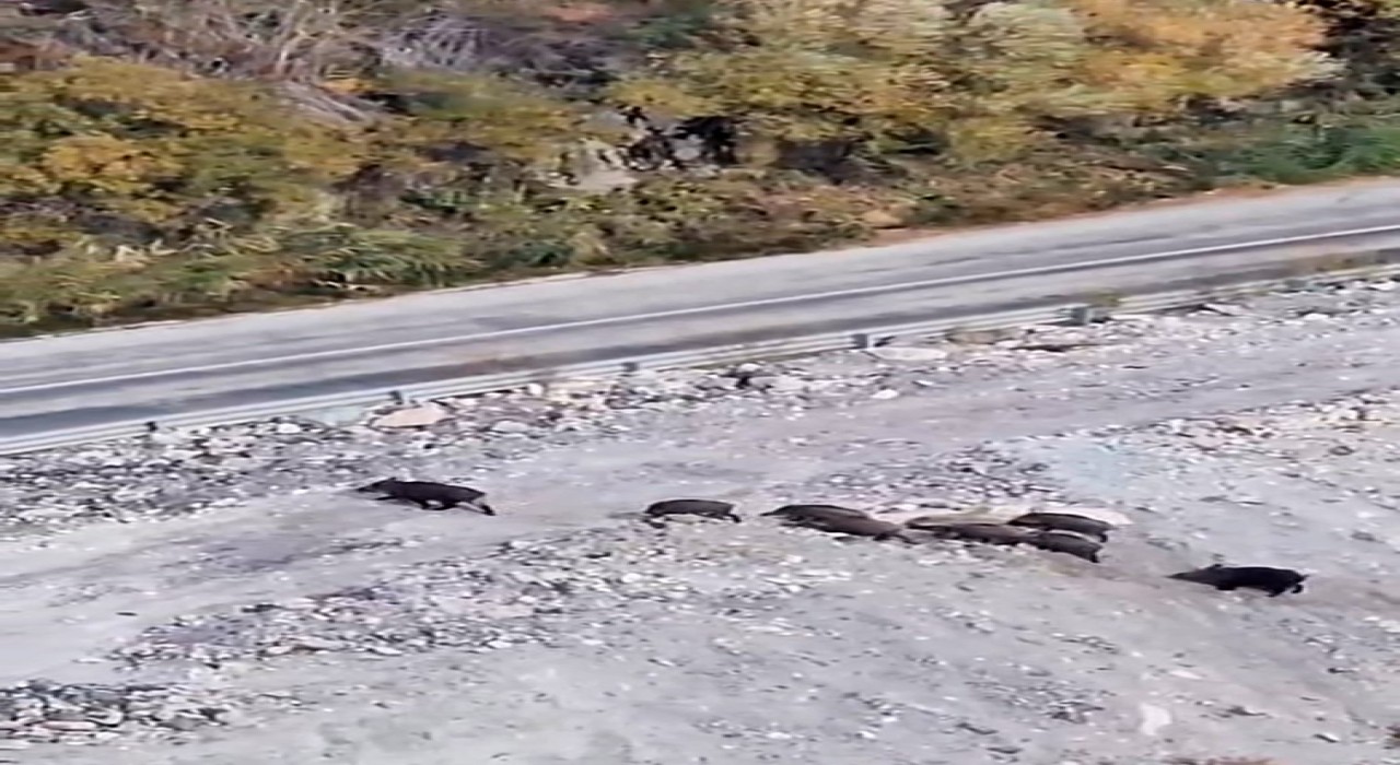 Yüksekovada domuz sürüsü görüntülendi