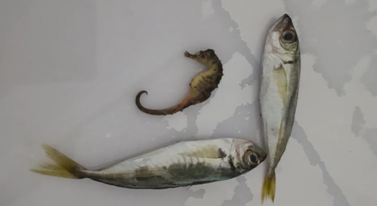 Yüksekovada ilginç olay: Balıkların arasından denizatı çıktı