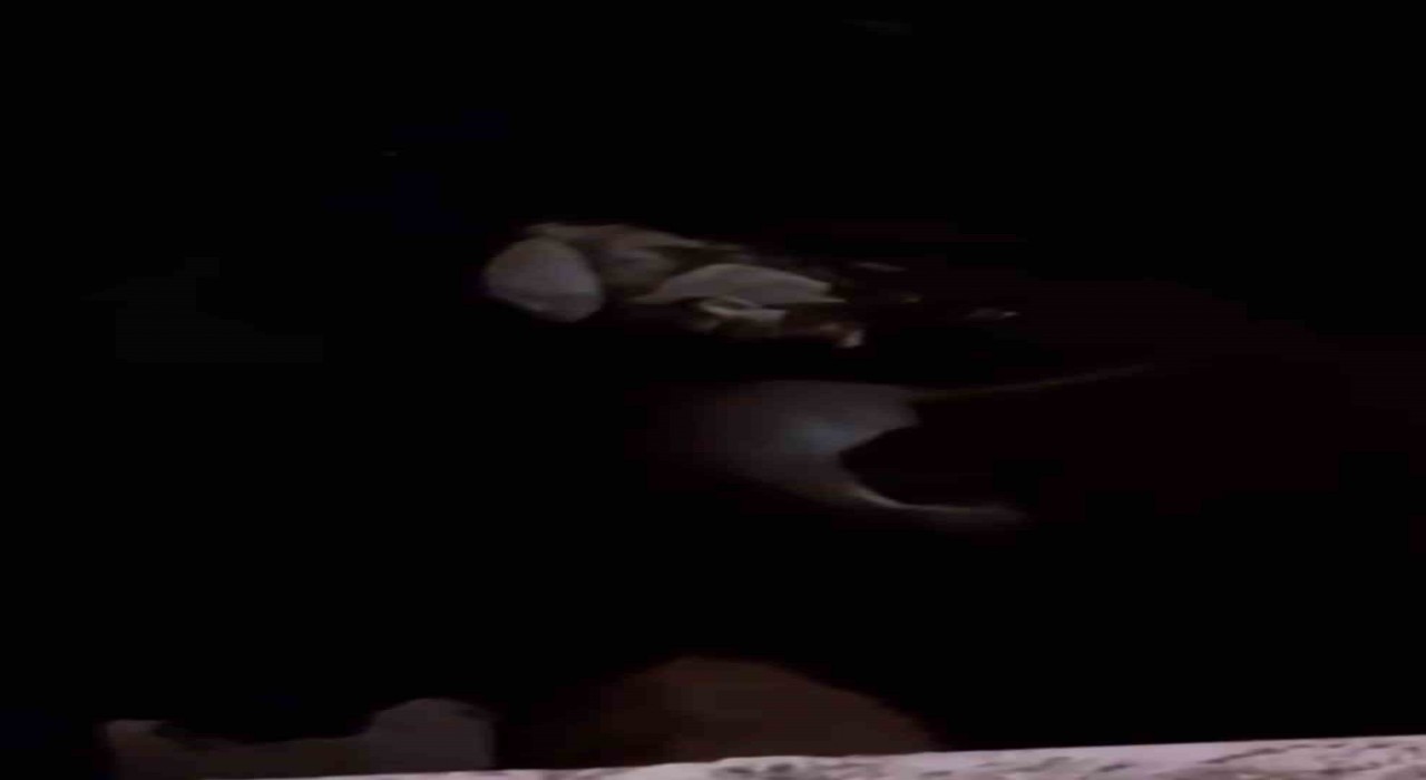 Yüksekovada su samuru görüntülendi