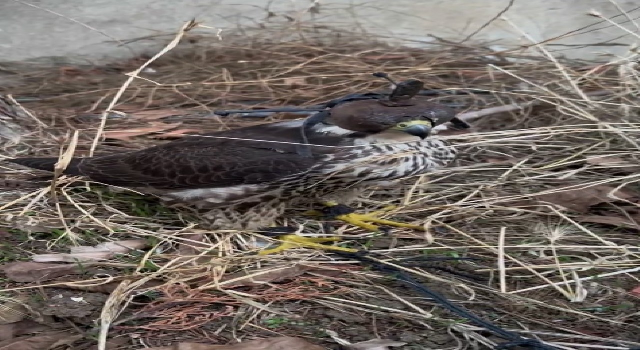 Yurt dışına kuş kaçırma hazırlığında olan 2 kişiye 1 milyon 524 bin lira ceza