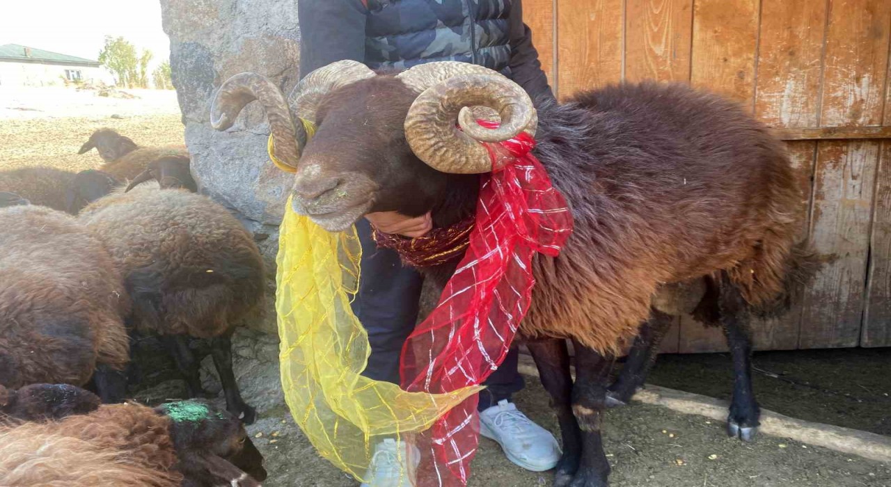 Yüzyıllık koç katımı geleneği Ağrıda yaşatılıyor