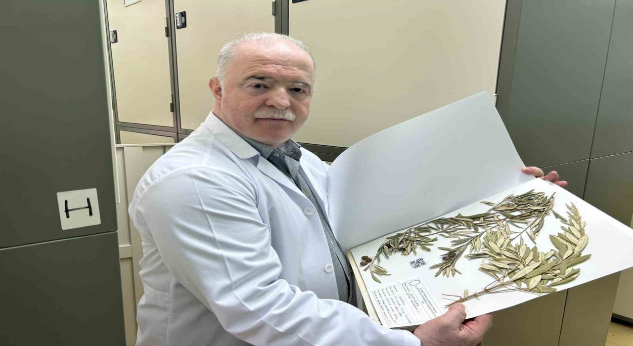 Zeytin ağacından gelen delil: Nuhun Gemisi Cudi Dağında