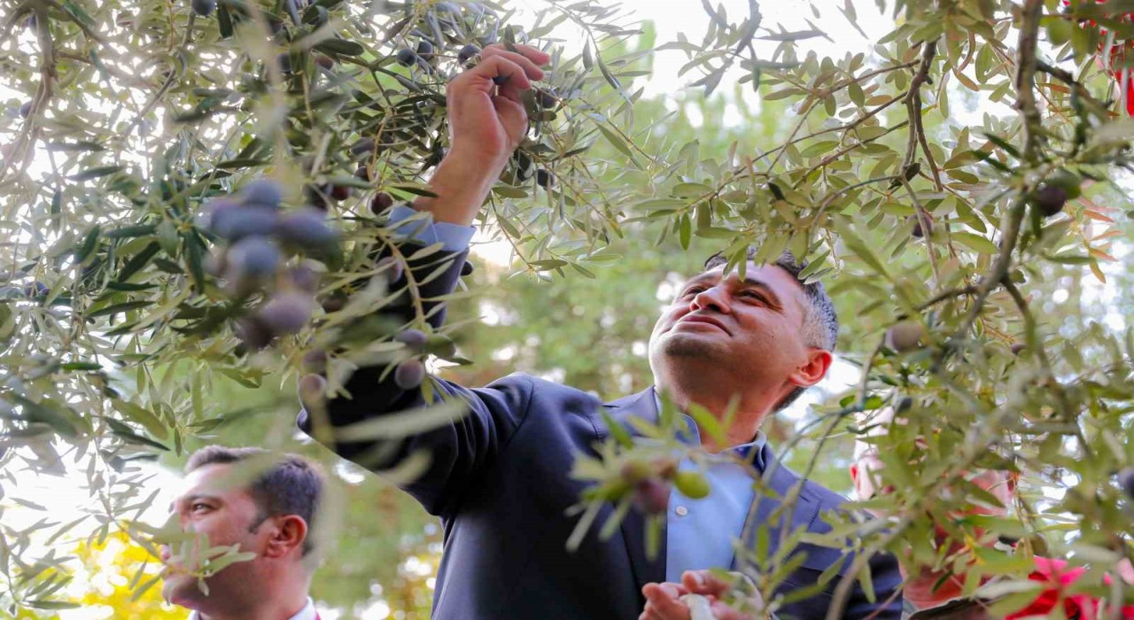 Zeytinin Yolculuğu Aliağada şenlikle kutlandı