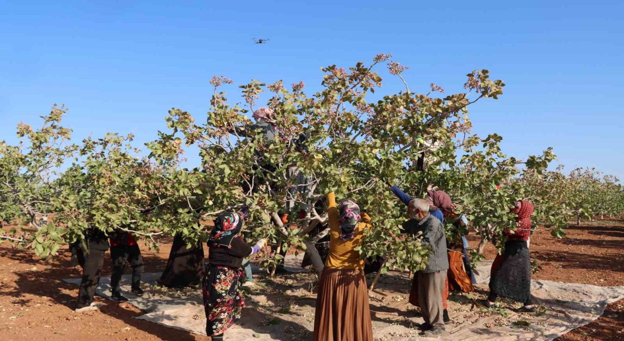 Zirai don, kuraklık ve yok yılı Antep fıstığı rekoltesini düşürdü