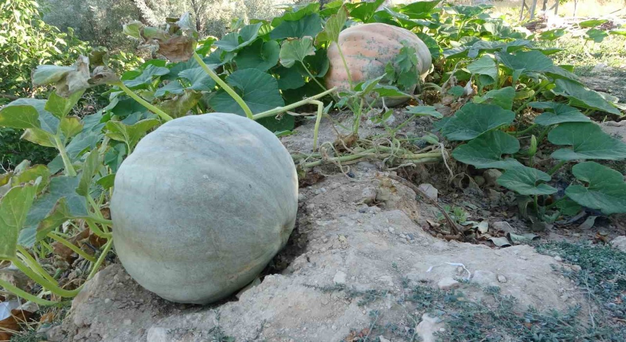 Zirai donun vurduğu Malatyada bal kabağında yüksek verim