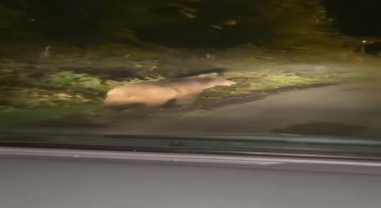 Zonguldakta bozayı amatör kameraya yansıdı