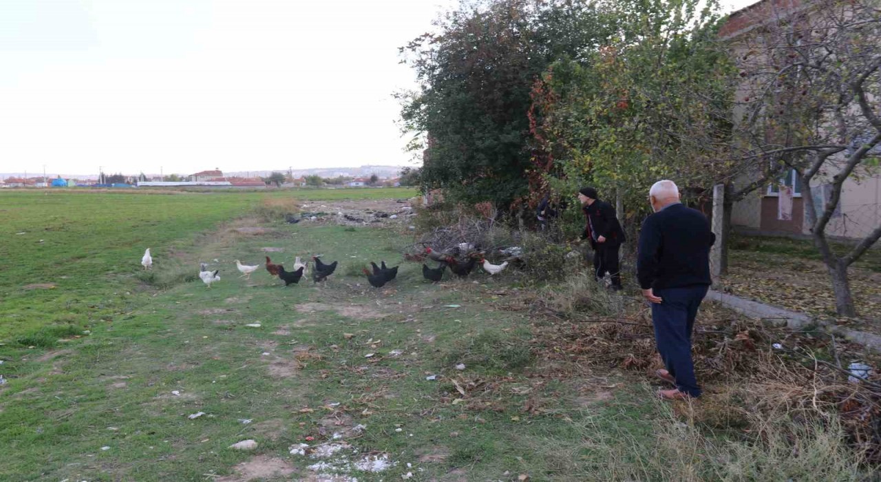 11 tavuğu köpeklerce telef edilen mahalleli hayvanlarını korumak için çobanlık yapıyor