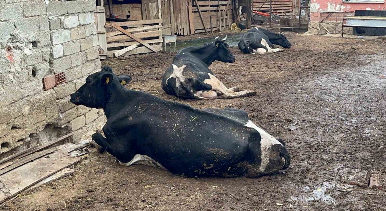 8 buzağımızı şapa verdik