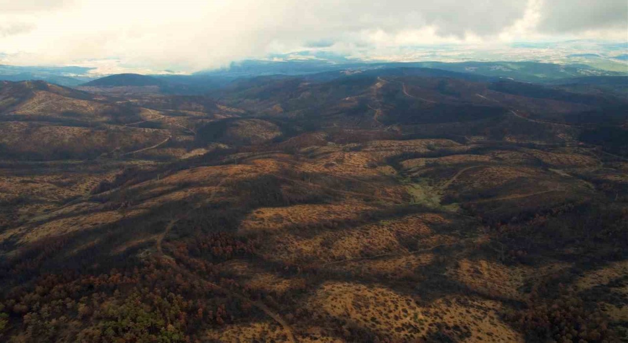 953 hektar kül oldu, Bursayı yeniden yeşertecek 300 bin fidan için ilk adım atıldı
