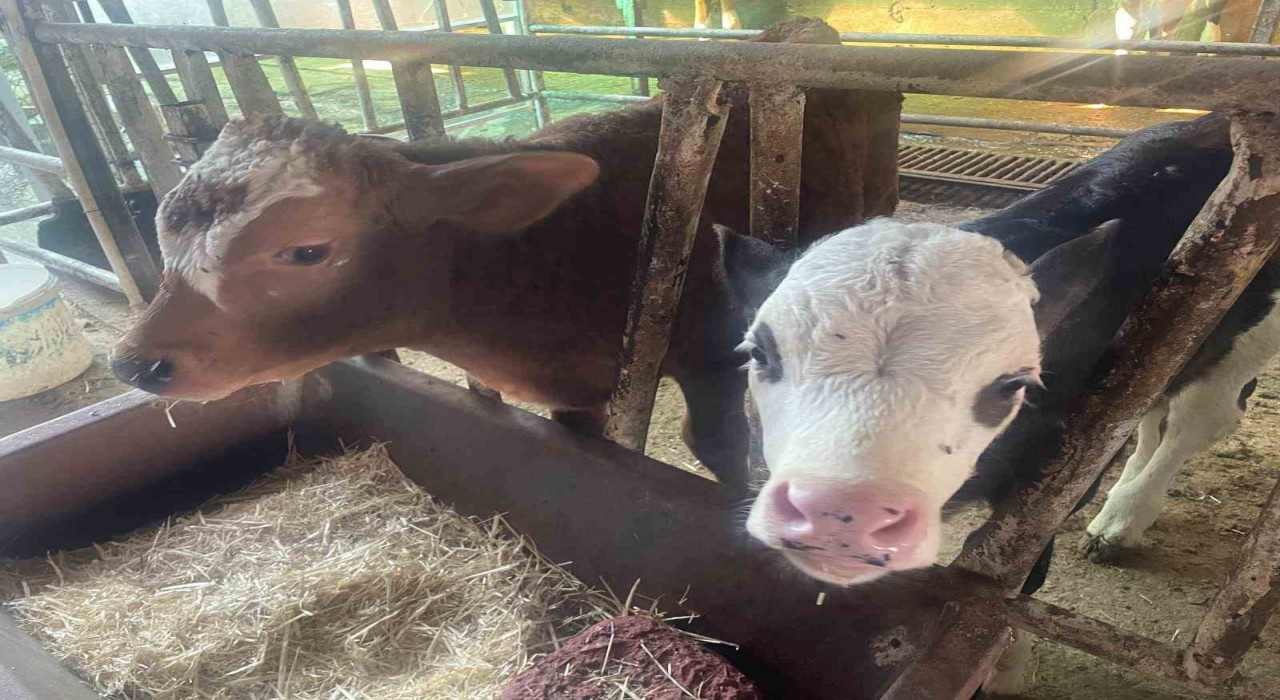 ABD Tarım Bakanlığı: Türkiyede yıllık 400-500 bin buzağı ölümü oluyor