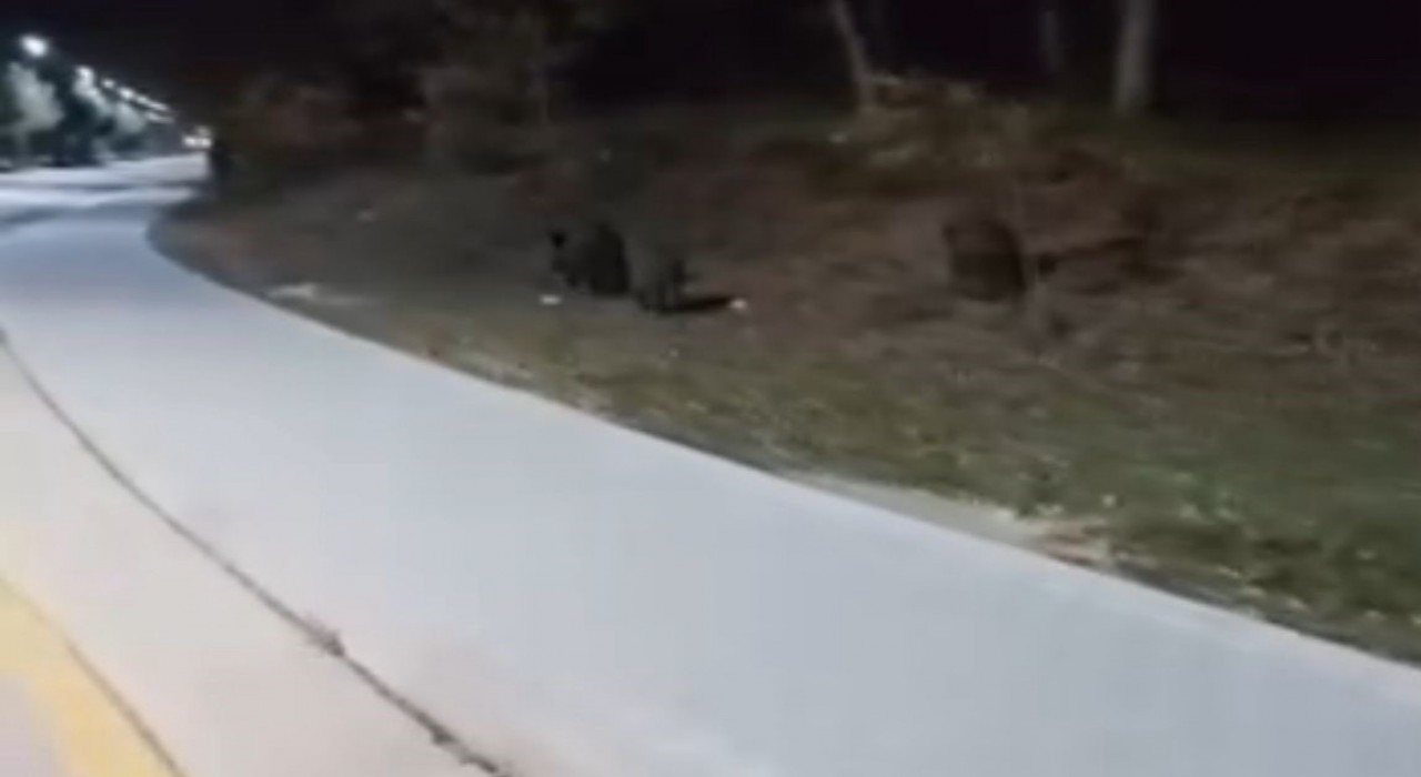 Aç kalan domuz sürüleri, üniversite kampüsüne indi