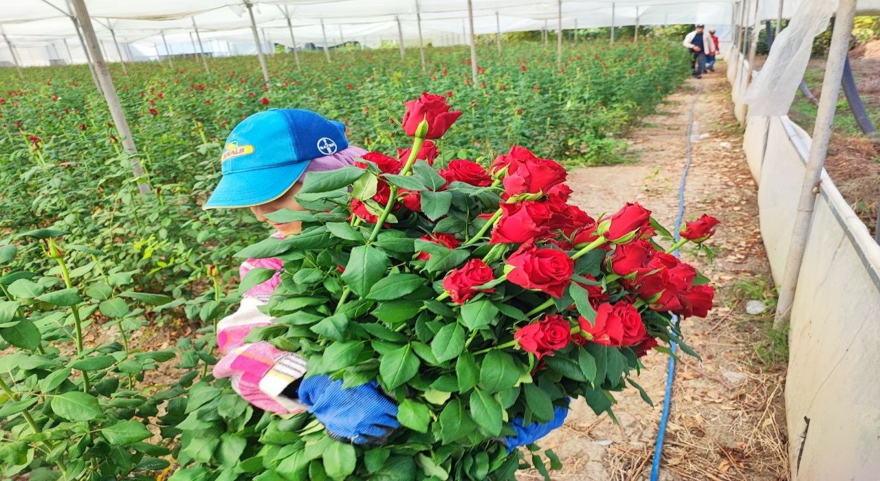 Adanada seralarda gül hasadı başladı