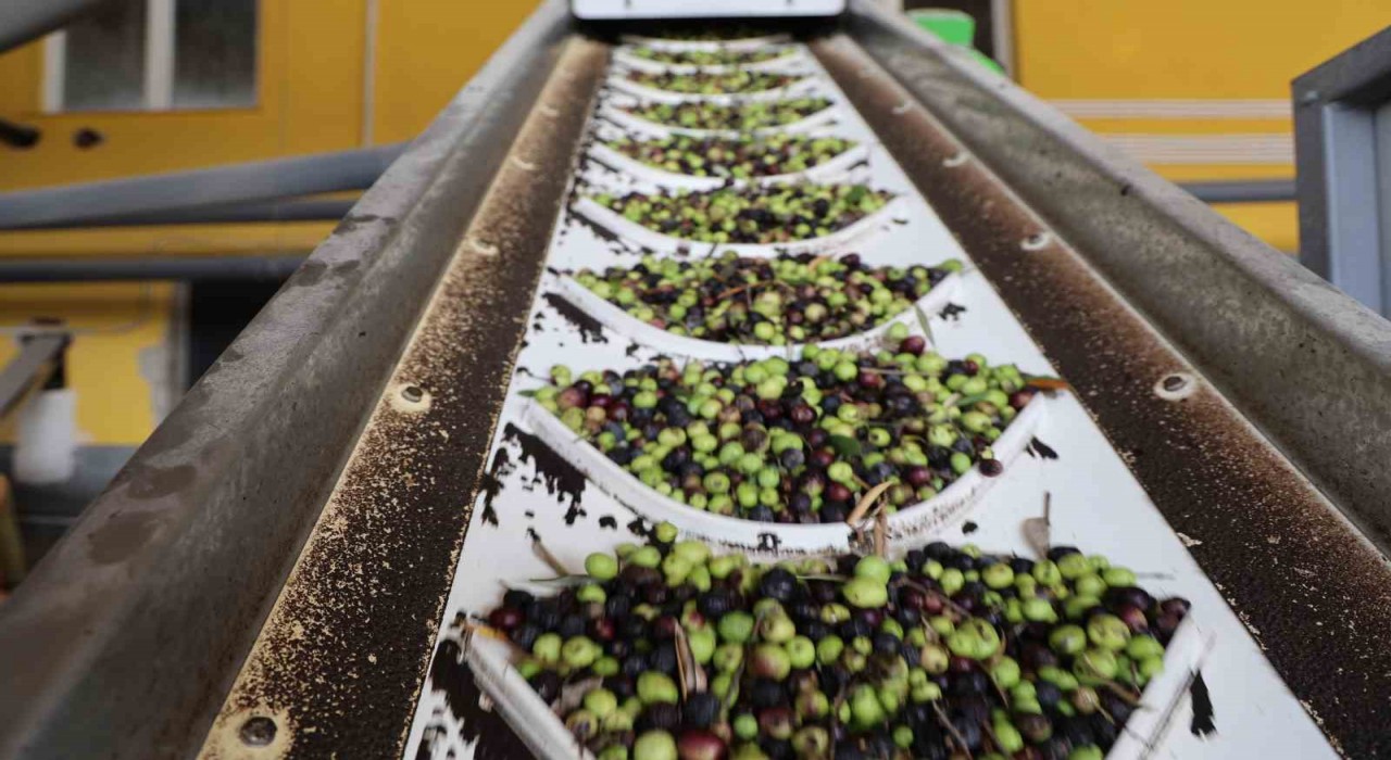 Adanada zeytinin yağ yolculuğu başladı