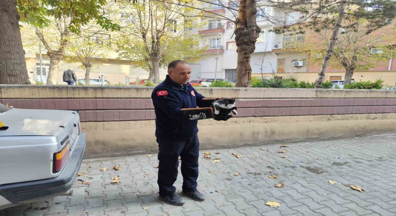 Ağaçta mahsur kalan kedi itfaiyeyi seferber etti