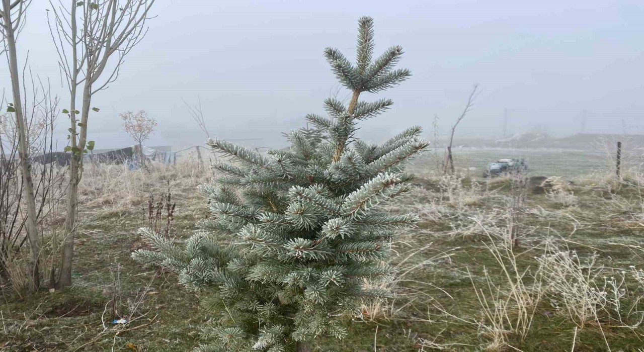 Ağrıda kırağı etkili oldu